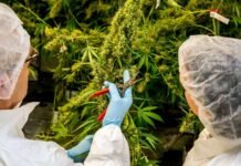 ¿Es la franquicia el futuro de la industria del cannabis?