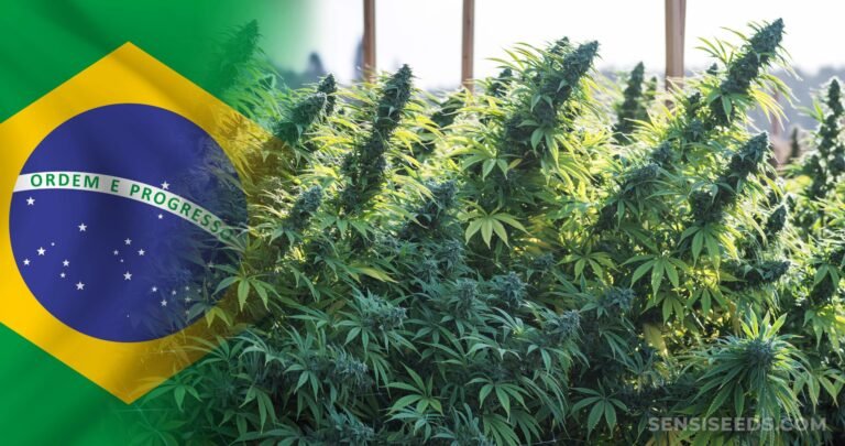 Tribunal de Brasil aprueba cannabis cultivado en casa para uso médico