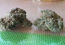 ¿Cuáles son las mejores semillas de marihuana para interiores?
