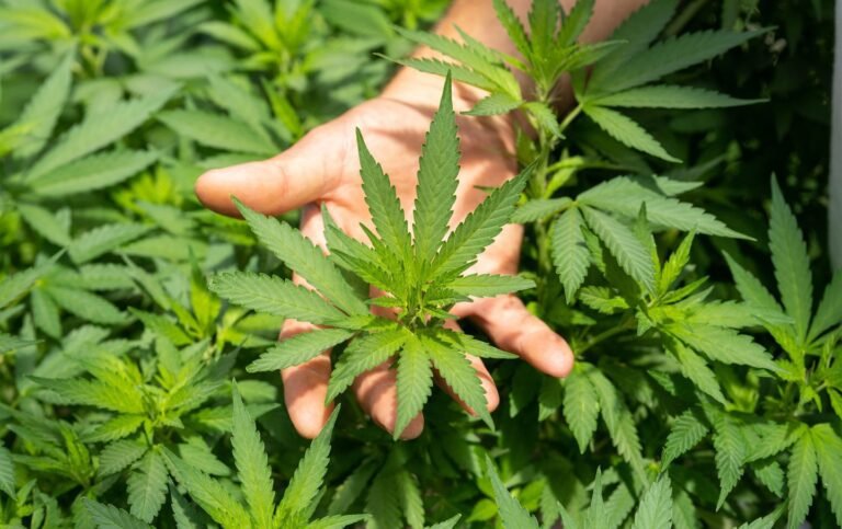 Cría de cannabis: cómo crear tu propia variedad de cannabis