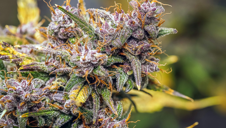 6 Consejos Para Mejorar La Densidad De Tus Cogollos De Cannabis
