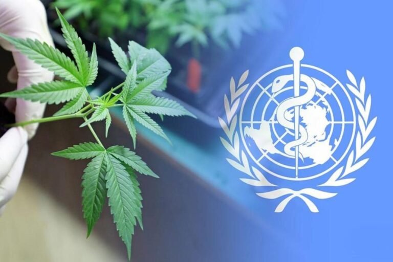 OMS eliminó a cannabis de la categoría de drogas