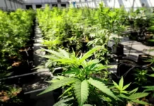 Oregón deja de emitir nuevas licencias de cannabis